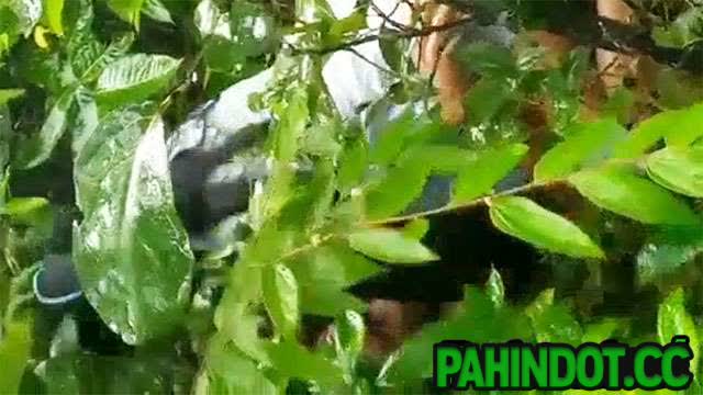 Nahuli Kantutan sa Gubat